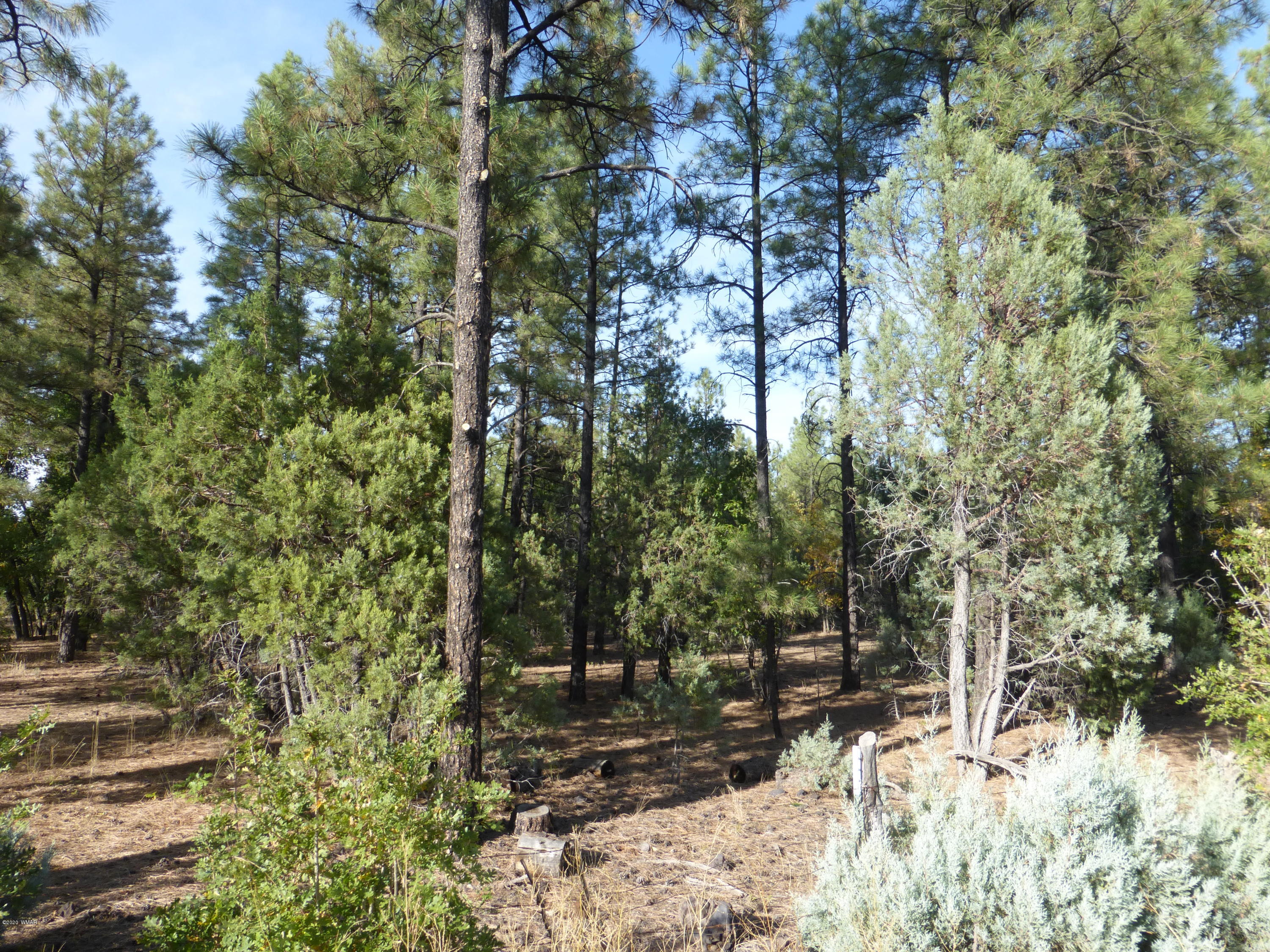 Tbd Woodland Road Lakeside, AZ 85929 - Photo 10 of 13