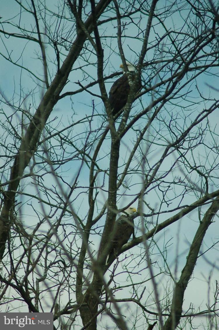 Shoemaker School Road Purcellville, VA 20132 - Photo 16 of 27 Gallery Image 16