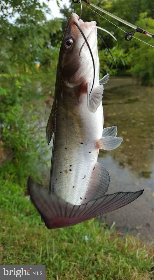 Shoemaker School Road Purcellville, VA 20132 - Photo 23 of 27 Stocked fish, catfish, bluegill, bass, koi