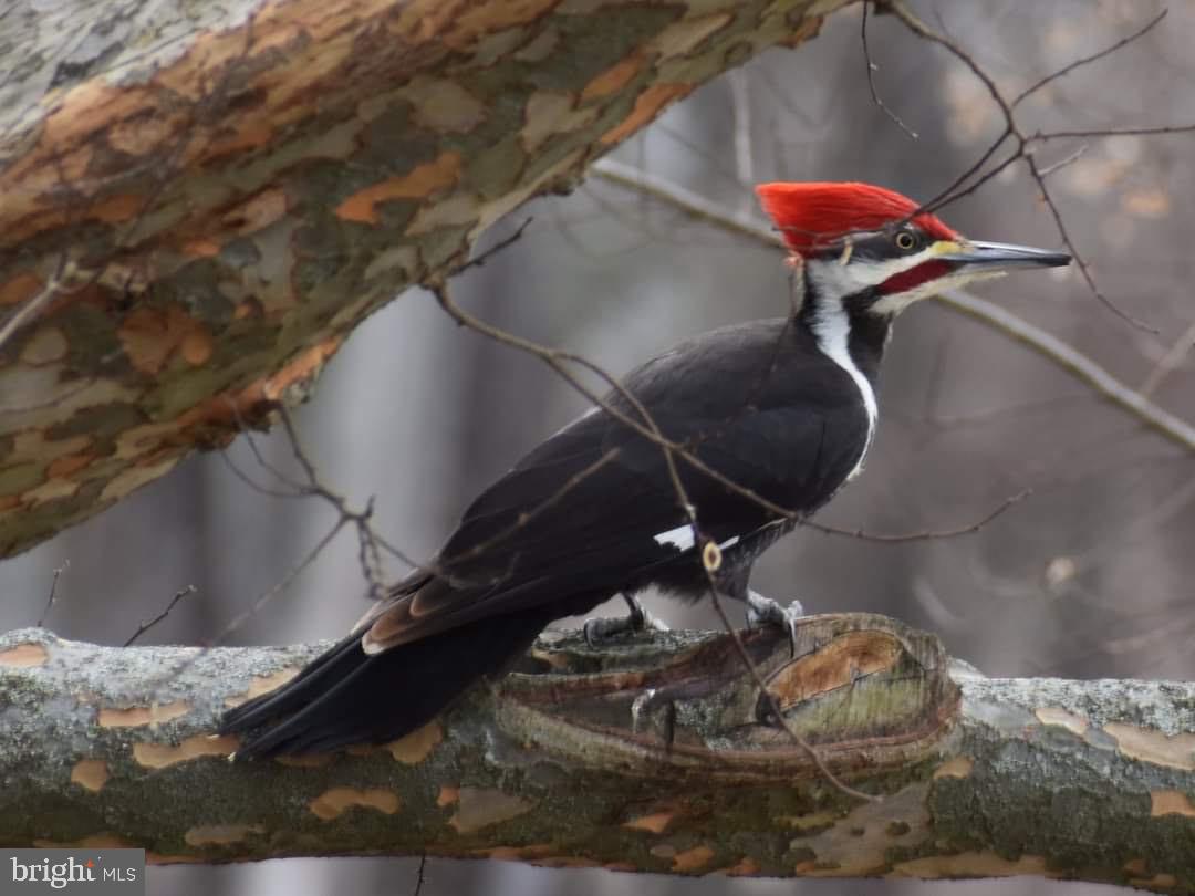 Shoemaker School Road Purcellville, VA 20132 - Photo 24 of 27 Lots of wildlife
