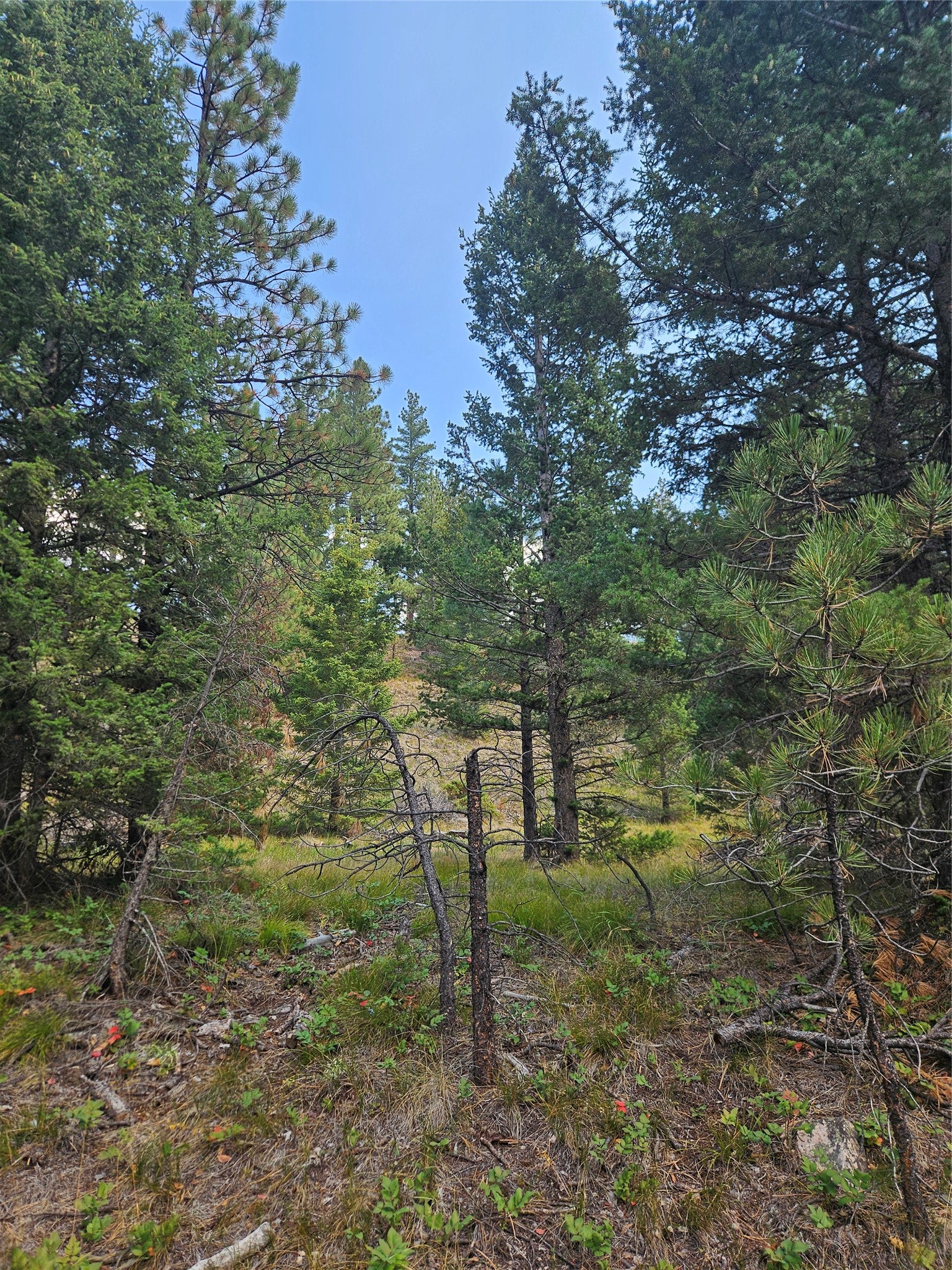 8880 Elk Trail Loop Lincoln, MT 59639 - Photo 42 of 55 Gallery Image 42