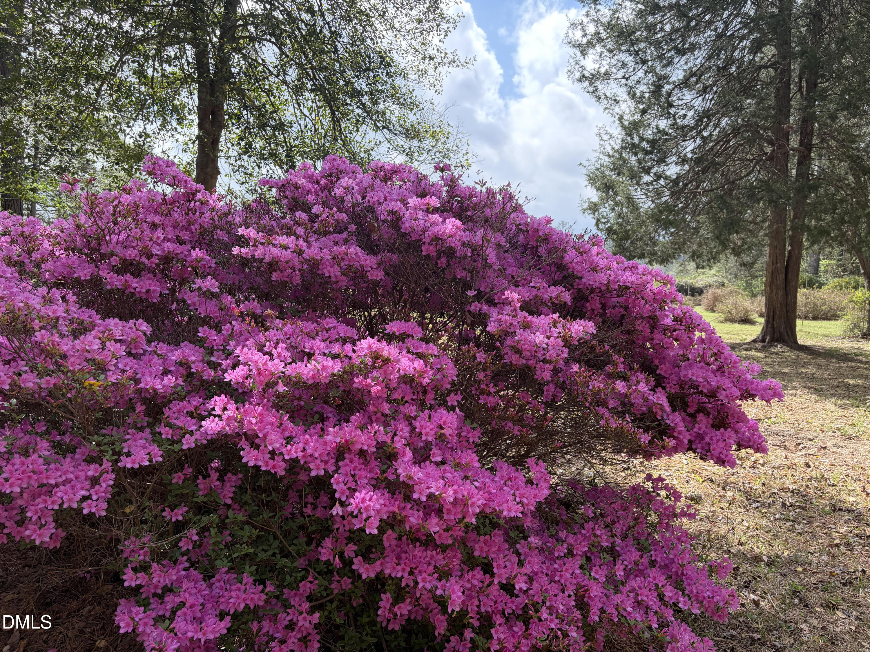 5702 Old Greensboro Road Chapel Hill, NC 27516 - Photo 39 of 43 a picture of flowers and tree