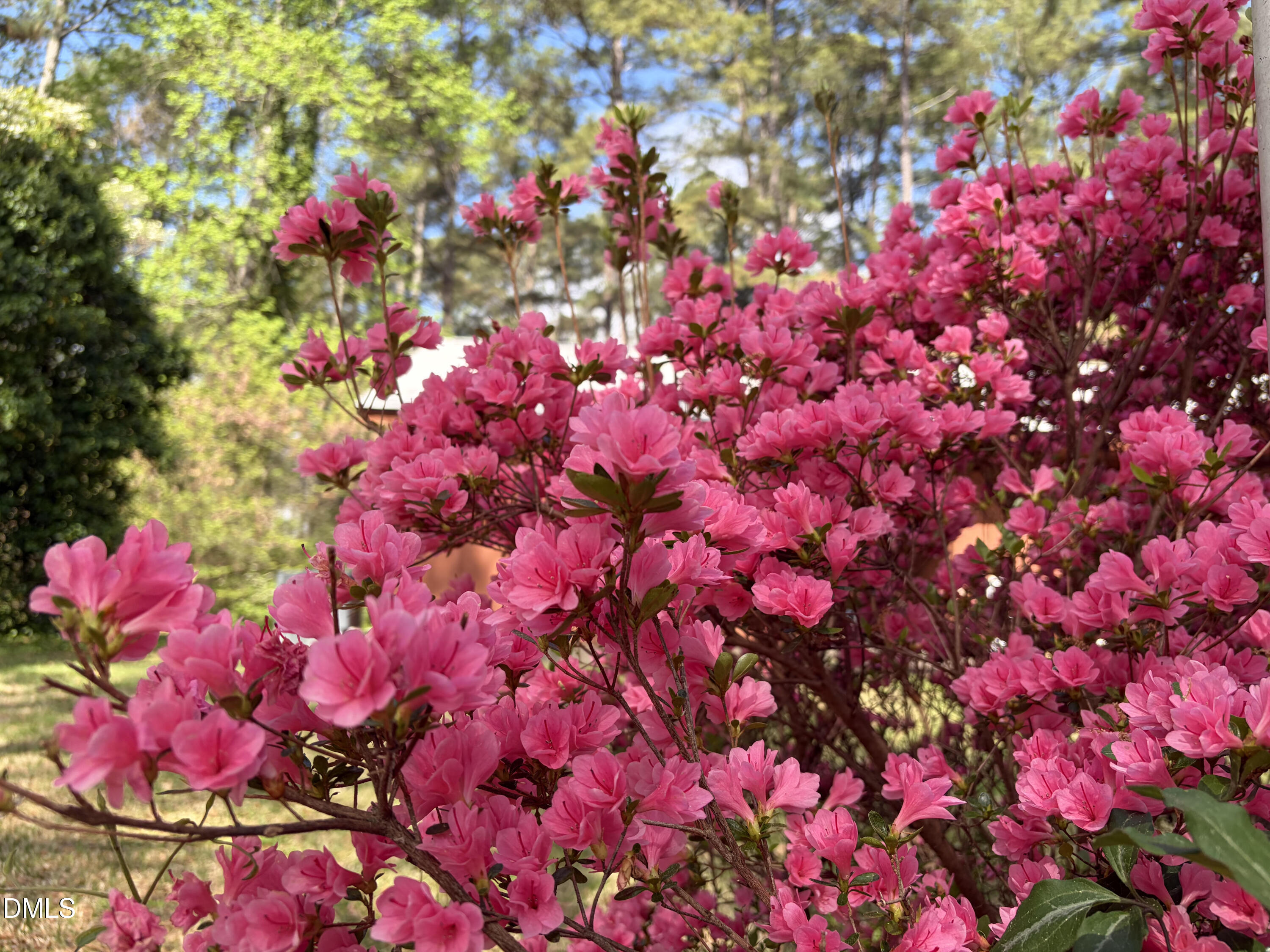 5702 Old Greensboro Road Chapel Hill, NC 27516 - Photo 42 of 43 a view of a flower