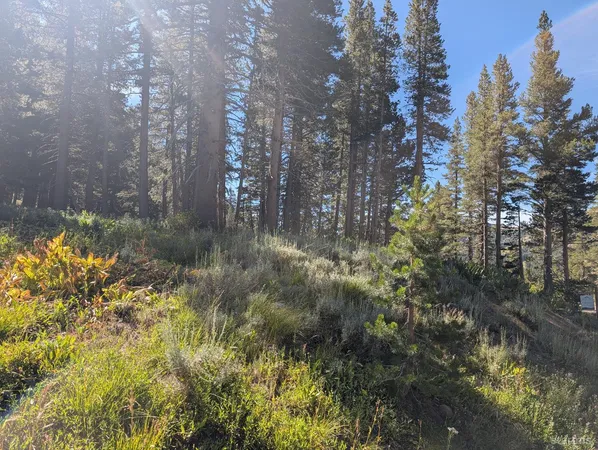 a view of a forest with lots of trees