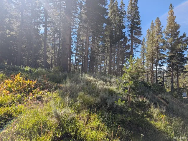 a view of a forest with lots of trees