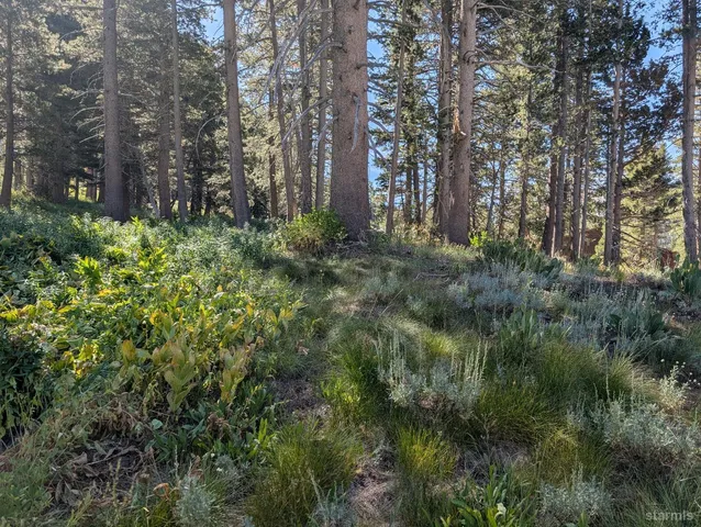 a view of a large yard with lots of green space
