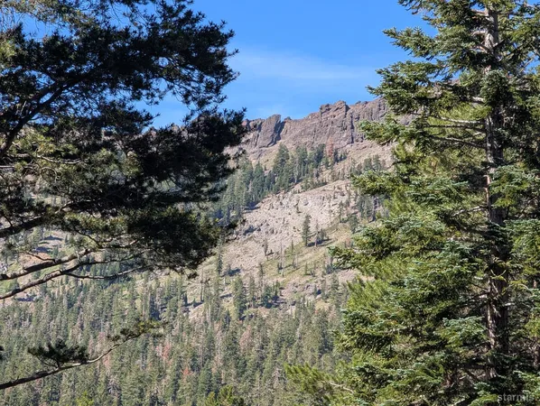 a view of a covered with large trees