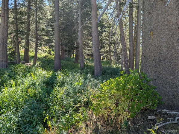a view of a garden with plants and trees