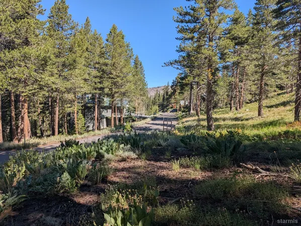 a view of a town with large trees