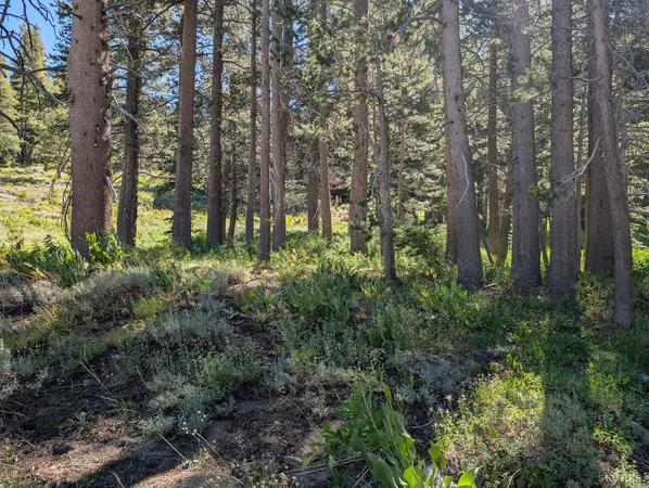 a view of a forest with trees