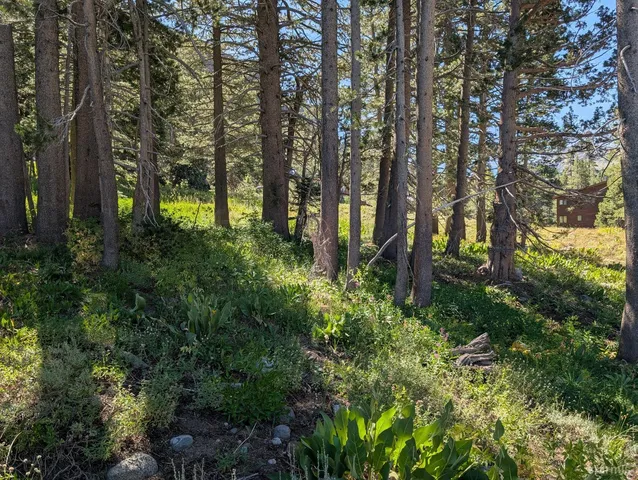 a view of outdoor space and trees