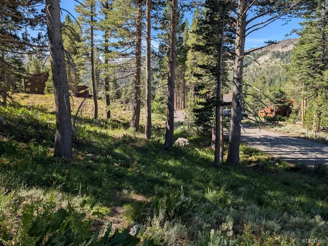 a view of a yard with lots of trees