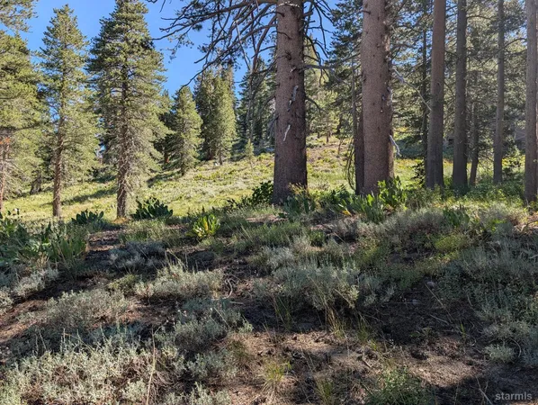 a view of a yard with large trees