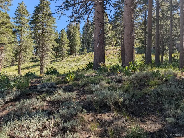 a view of a yard with large trees