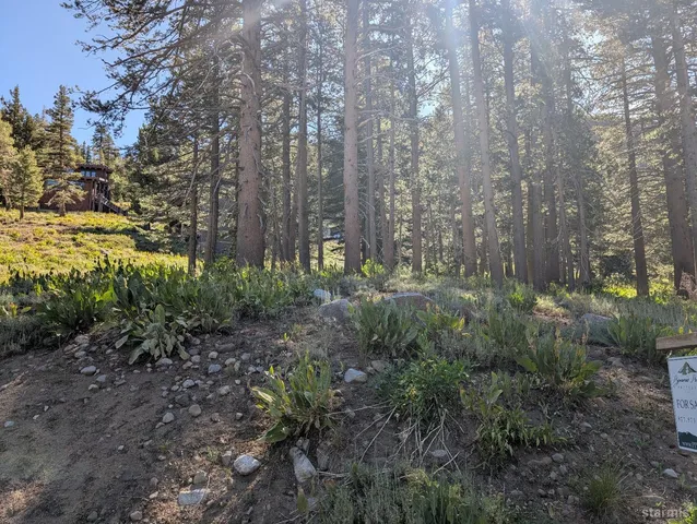 a view of a garden with large trees