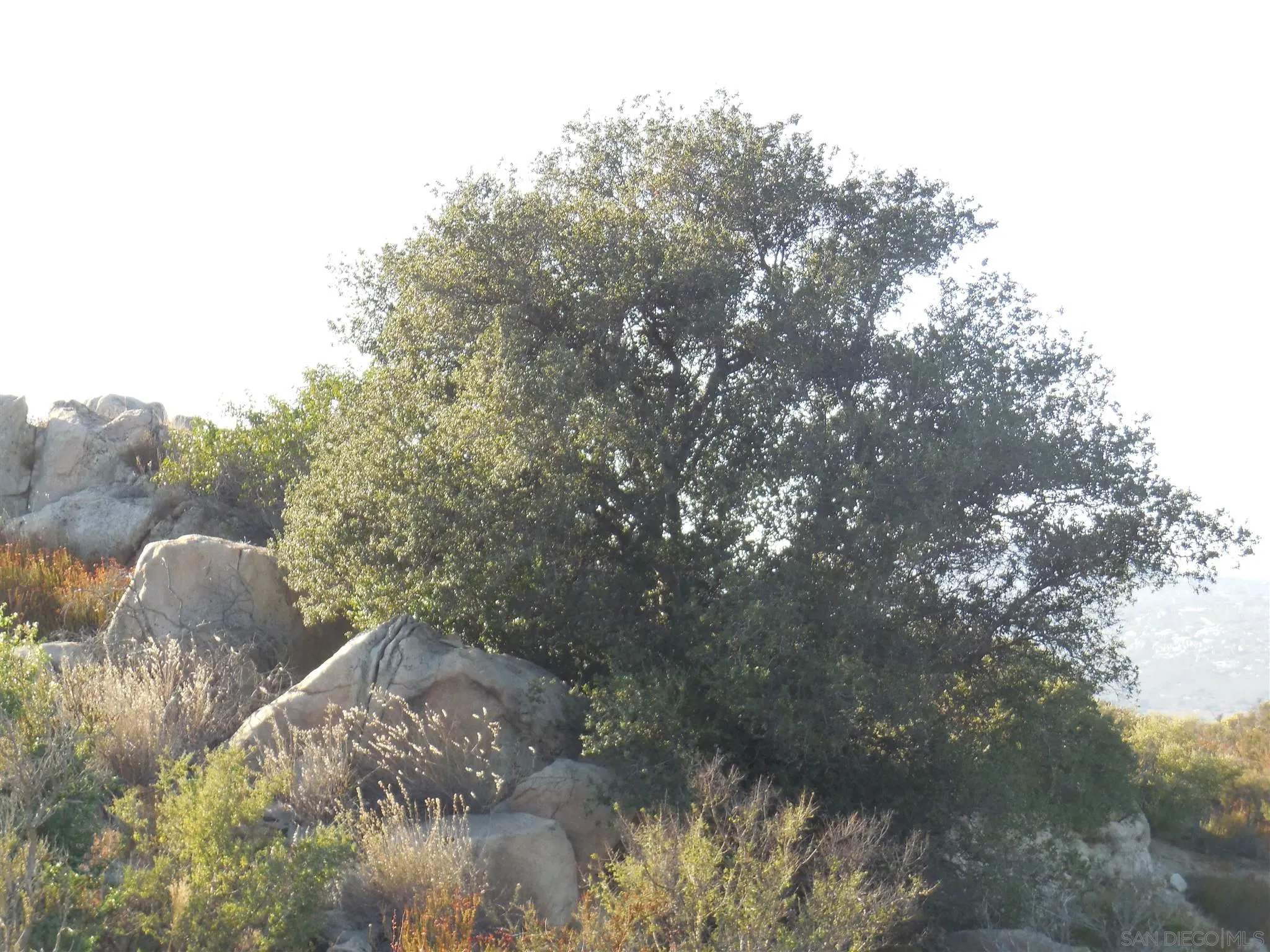 1388 Harris Ranch Road, Unit 3 Potrero, CA 91963 - Photo 9 of 14 a view of a forest with trees in the background