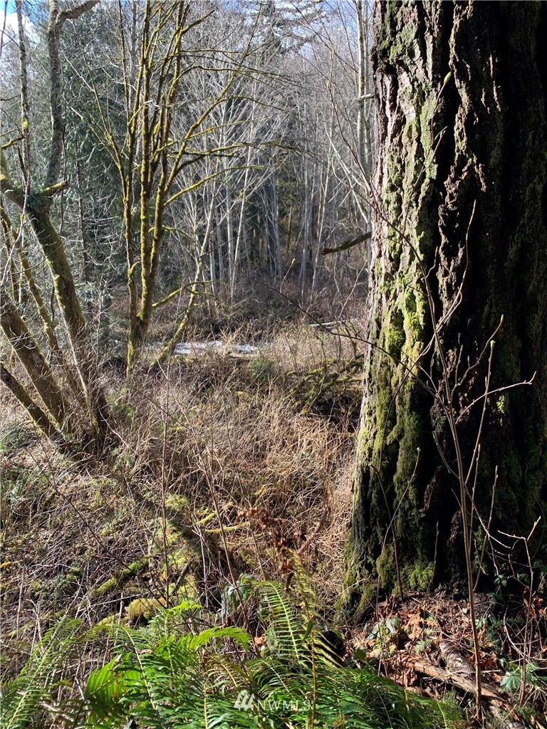24 X Lords Lake Loop Road Quilcene, WA 98376 - Photo 14 of 33