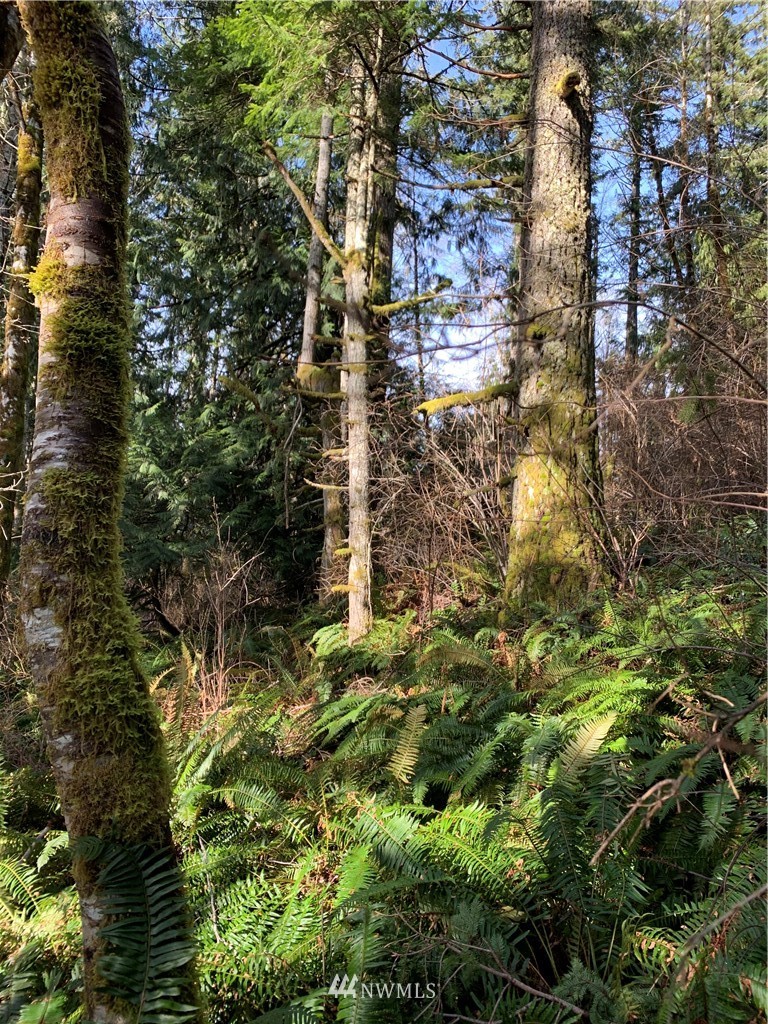 24 X Lords Lake Loop Road Quilcene, WA 98376 - Photo 17 of 33