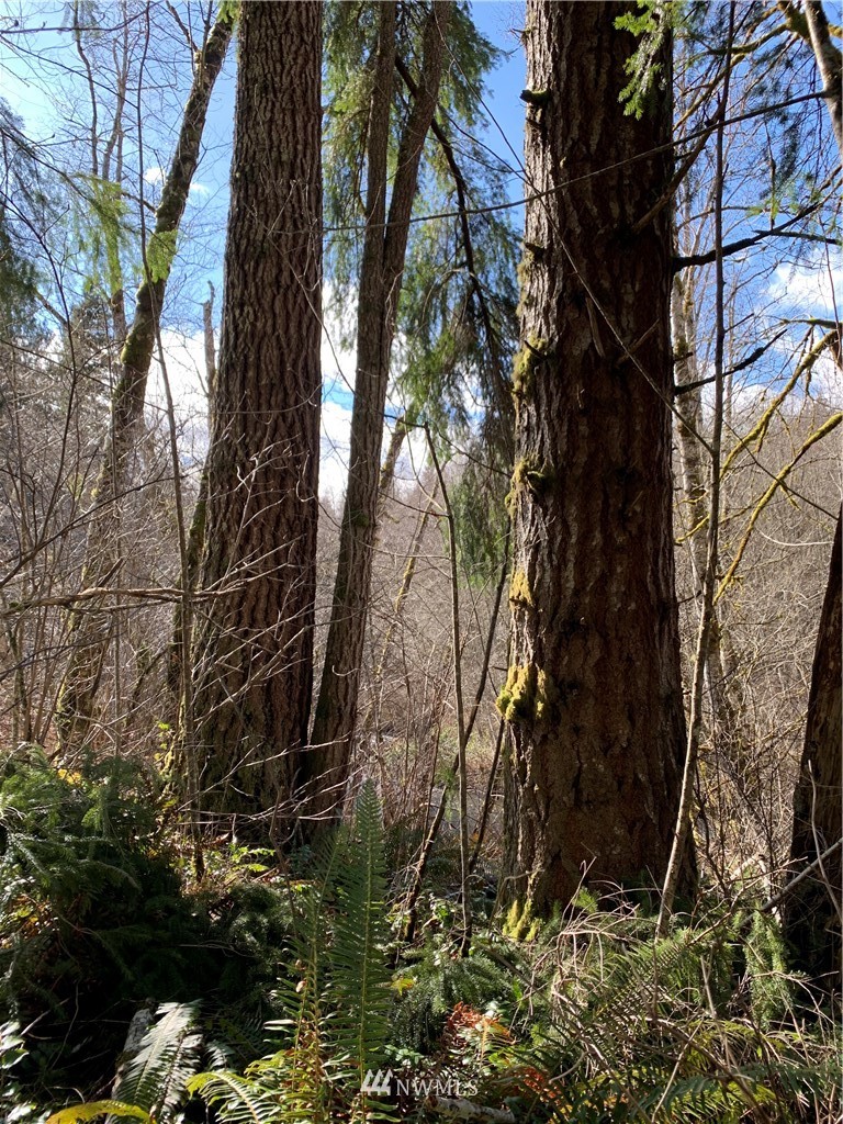 24 X Lords Lake Loop Road Quilcene, WA 98376 - Photo 18 of 33