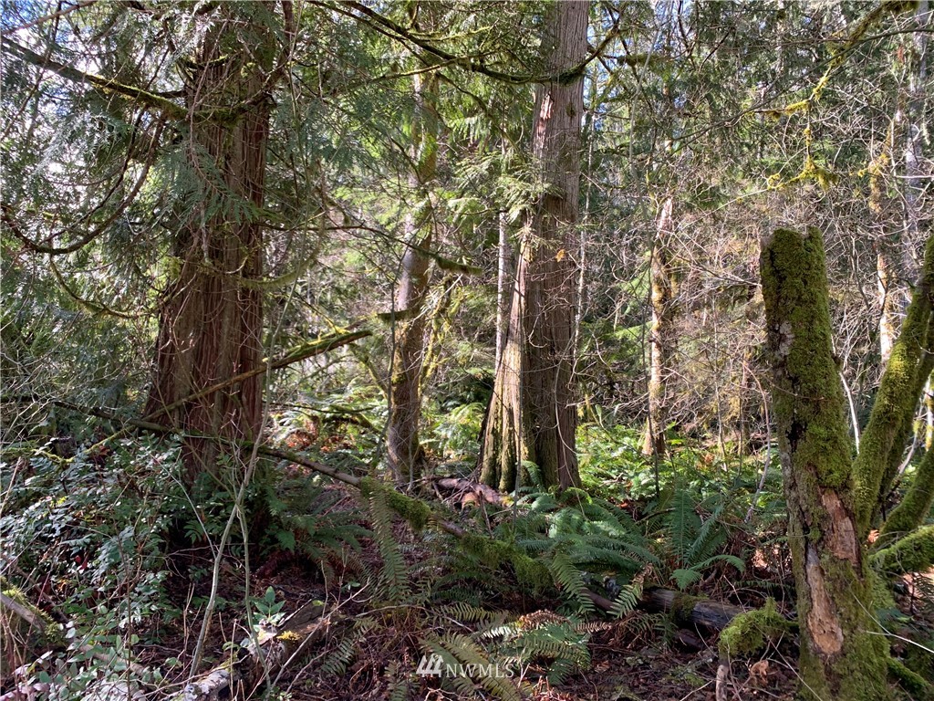 24 X Lords Lake Loop Road Quilcene, WA 98376 - Photo 19 of 33