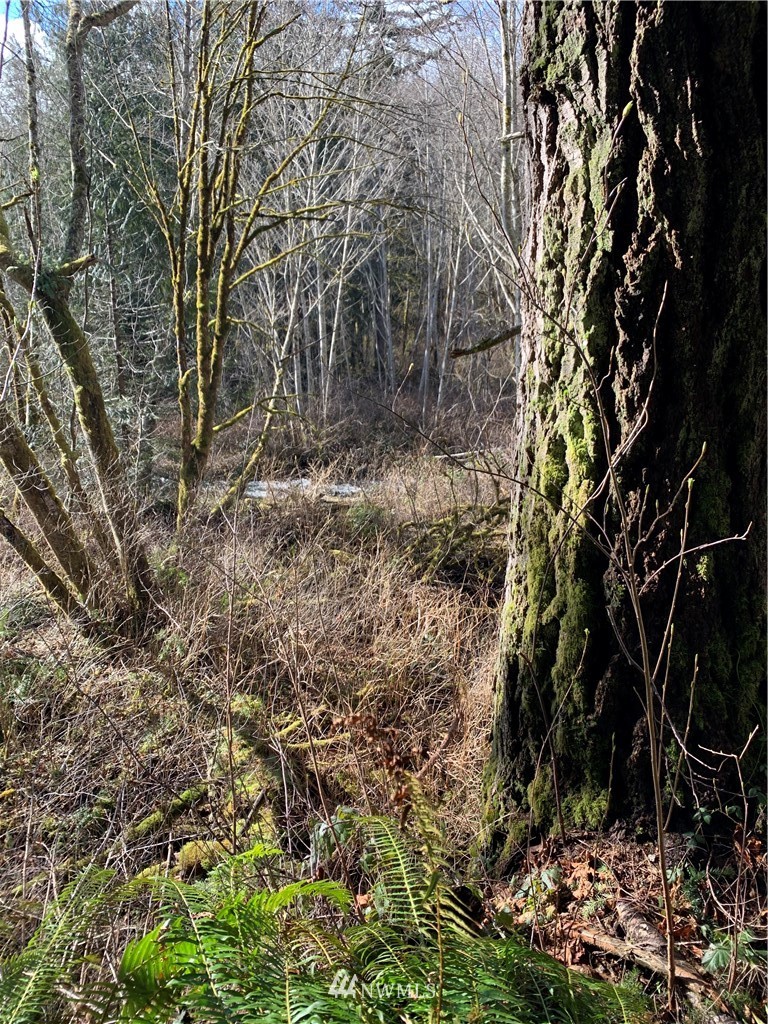24 X Lords Lake Loop Road Quilcene, WA 98376 - Photo 23 of 33