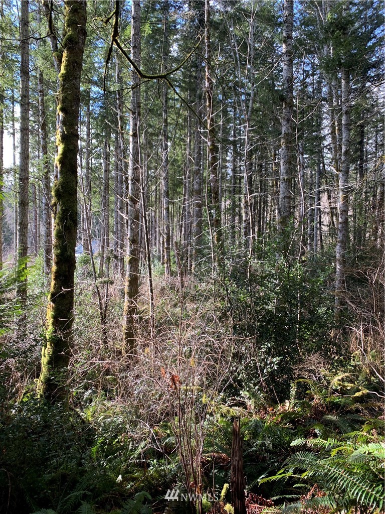 24 X Lords Lake Loop Road Quilcene, WA 98376 - Photo 26 of 33