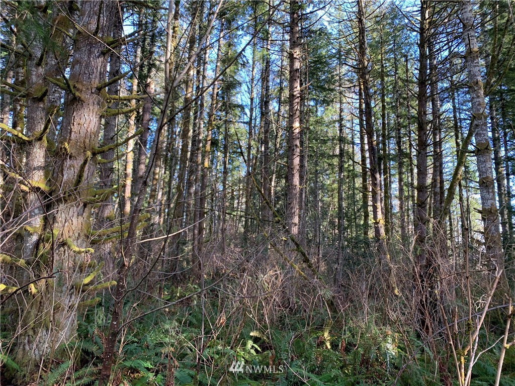24 X Lords Lake Loop Road Quilcene, WA 98376 - Photo 30 of 33