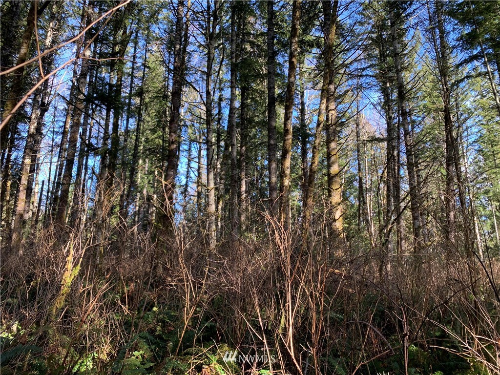 24 X Lords Lake Loop Road Quilcene, WA 98376 - Photo 8 of 33