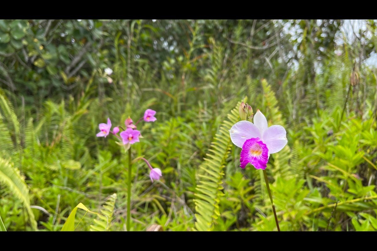 2974 Beach Road Keaau, HI 96749 - Photo 17 of 26 Gallery Image 17