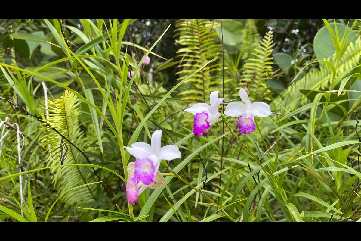 2974 Beach Road Keaau, HI 96749 - Photo 19 of 26 Gallery Image 19