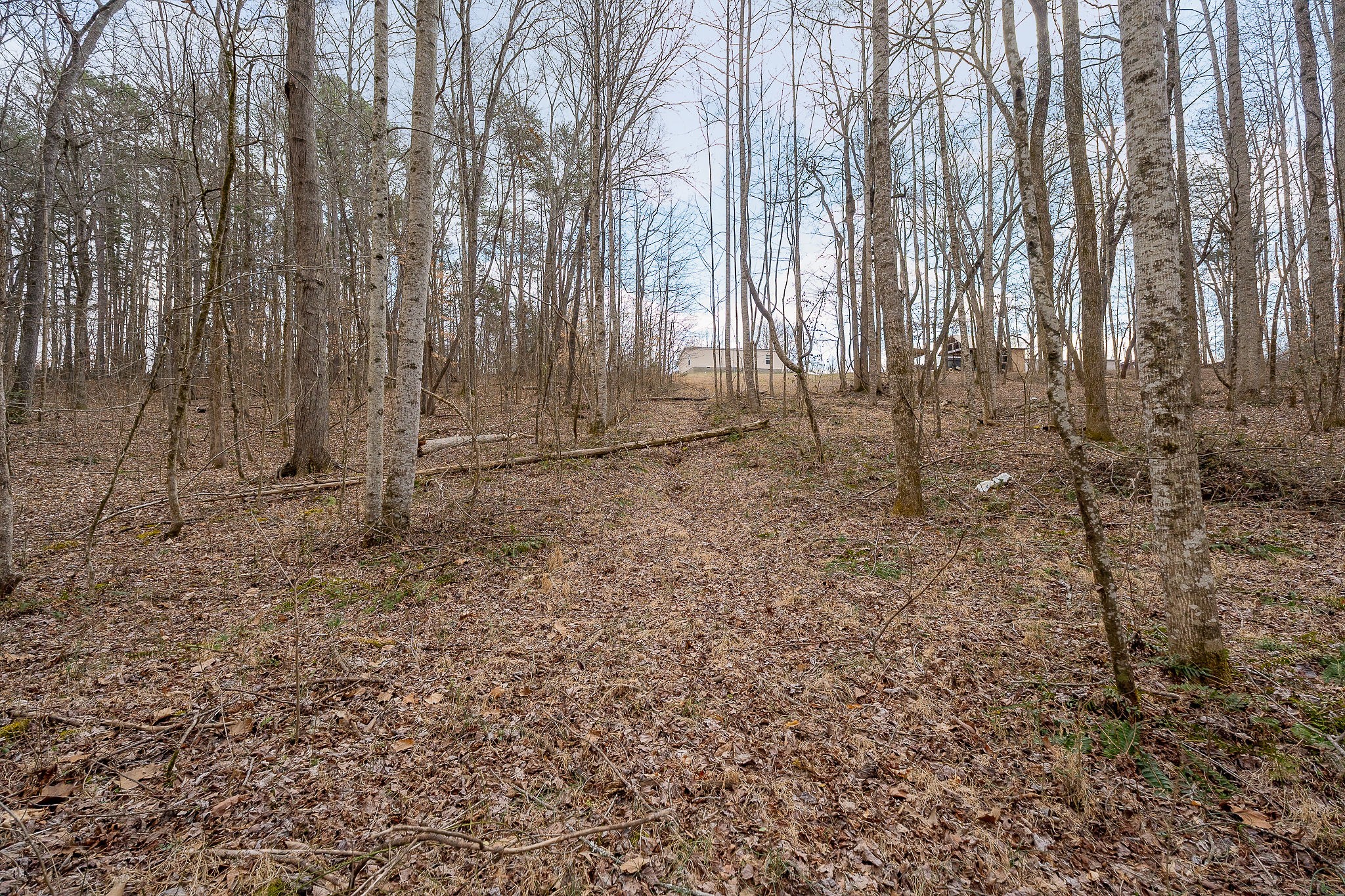 582 Doug Luna Road Walling, TN 38587 - Photo 45 of 47 a backyard of a house with lots of green space