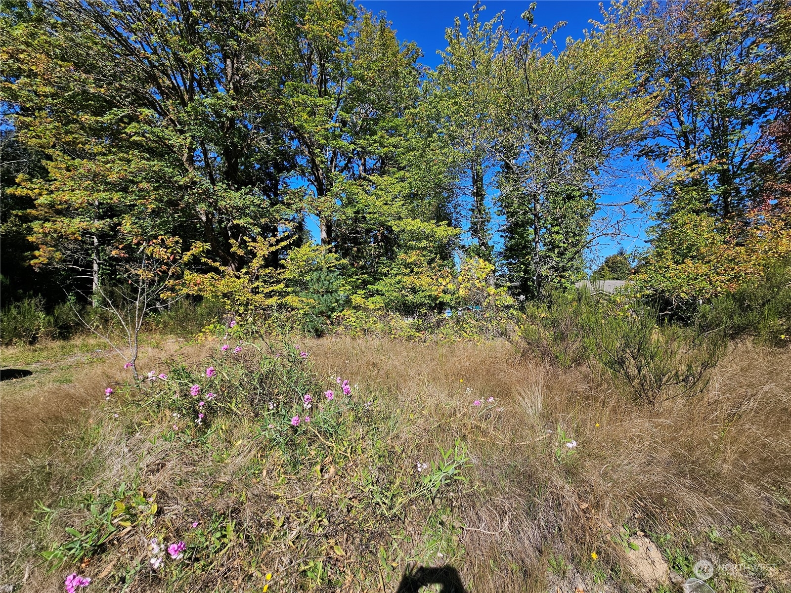 22550 Highway 3 Belfair, WA 98528 - Photo 4 of 9