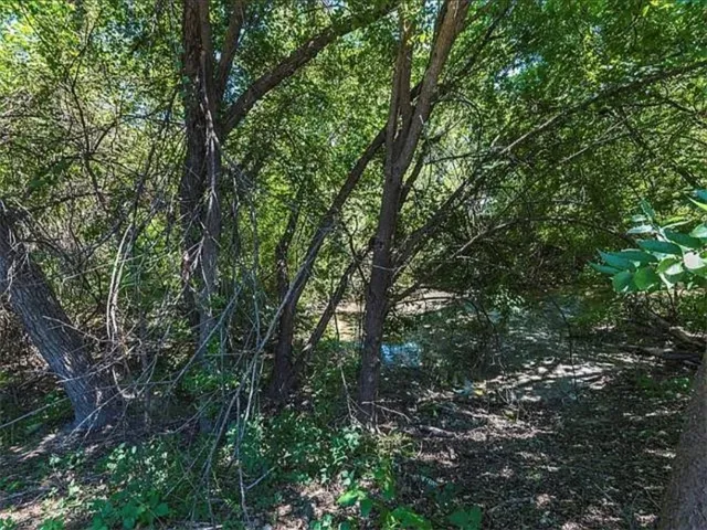 a view of a tree in a yard
