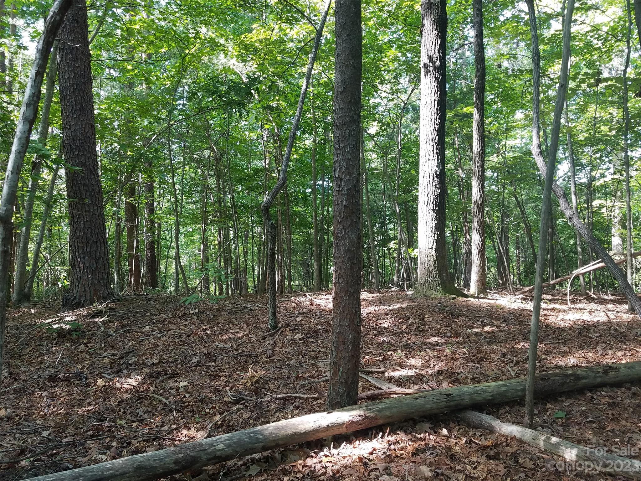 0 New Market Road Tryon, NC 28782 - Photo 8 of 13 a view of a forest with trees