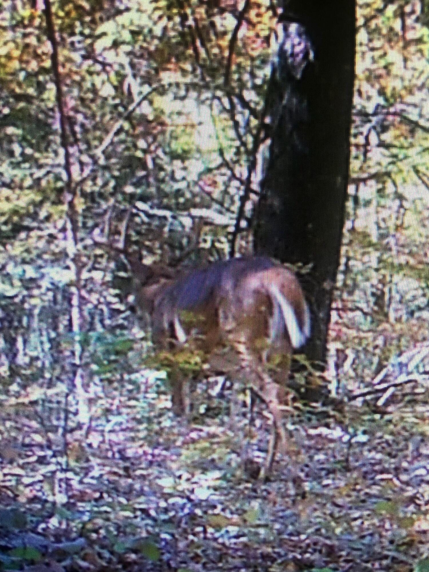 3855 Grundy Road Somerset, KY 42501 - Photo 22 of 56 Deer pic3