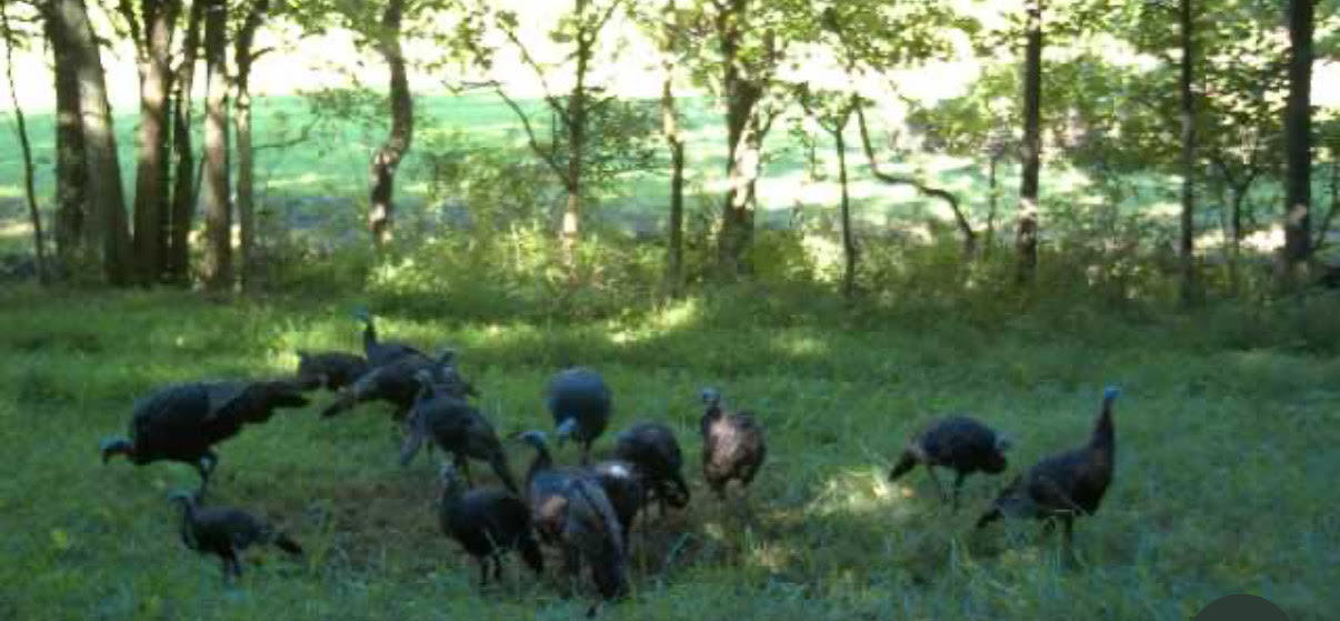 1599 Locust Fork Road Stamping Ground, KY 40379 - Photo 12 of 20 turkey
