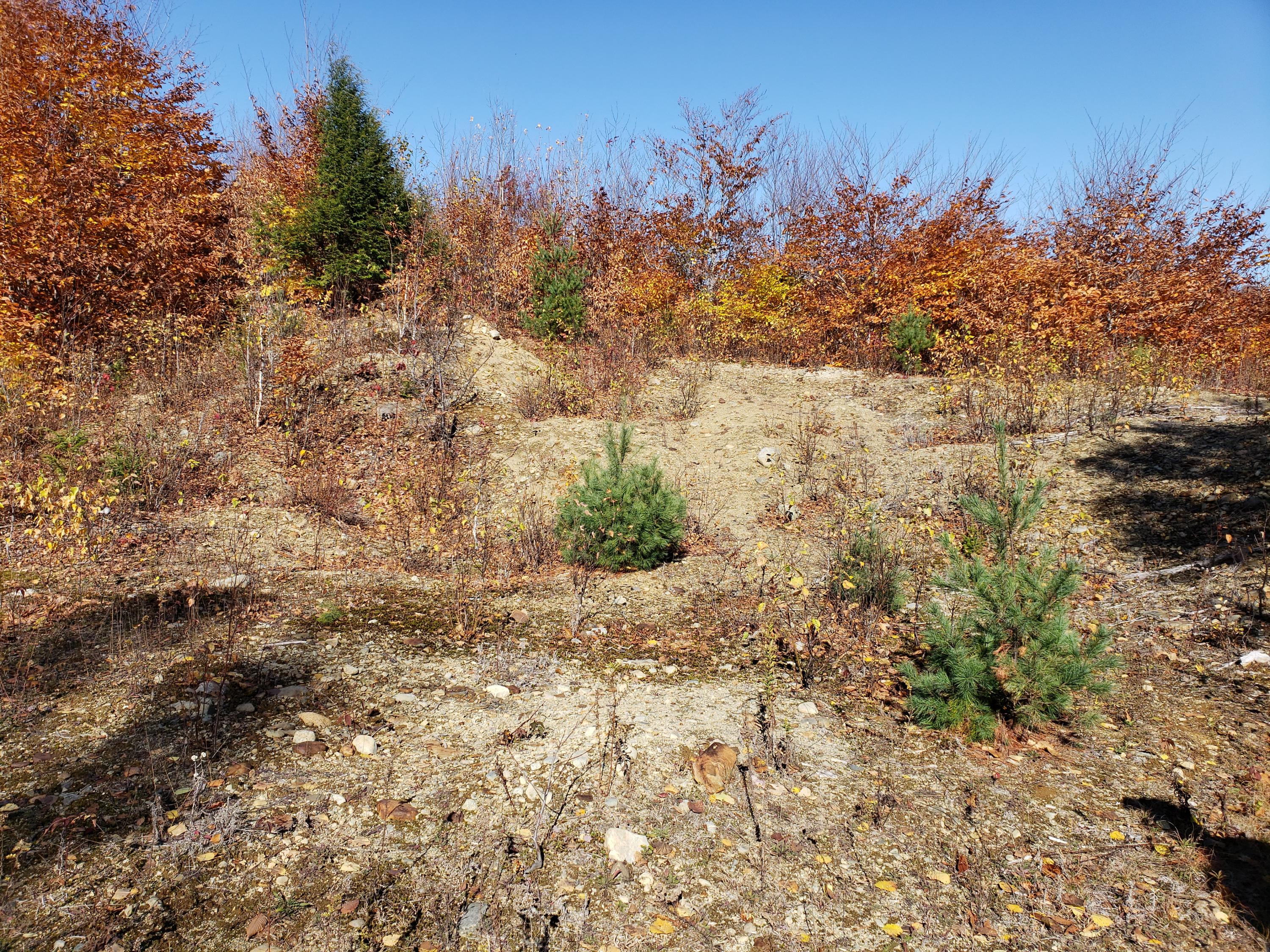 0 Beech Hill Road Rangeley, ME 04970 - Photo 4 of 15 20191021_130011