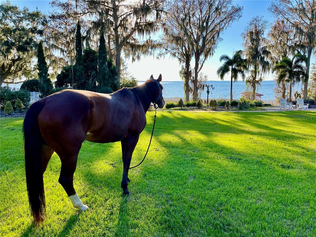 11148 Lane Park Road Tavares, FL 32778 - Photo 61 of 98