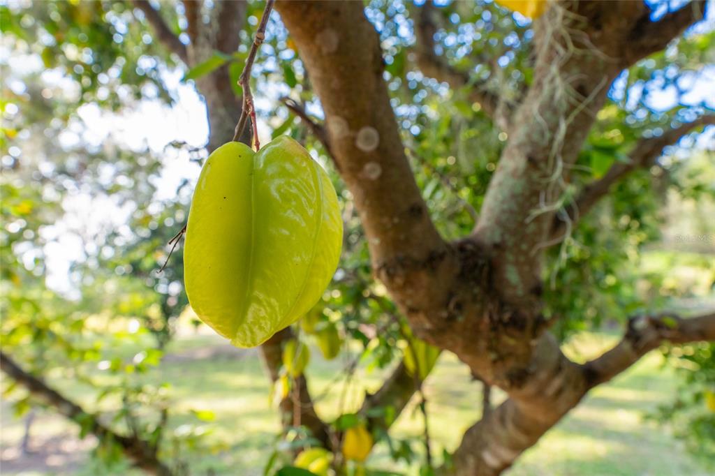 11148 Lane Park Road Tavares, FL 32778 - Photo 62 of 98