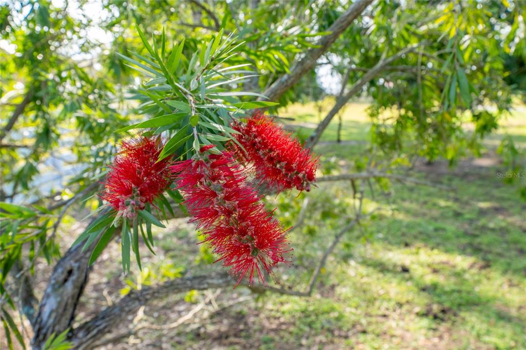 11148 Lane Park Road Tavares, FL 32778 - Photo 63 of 98