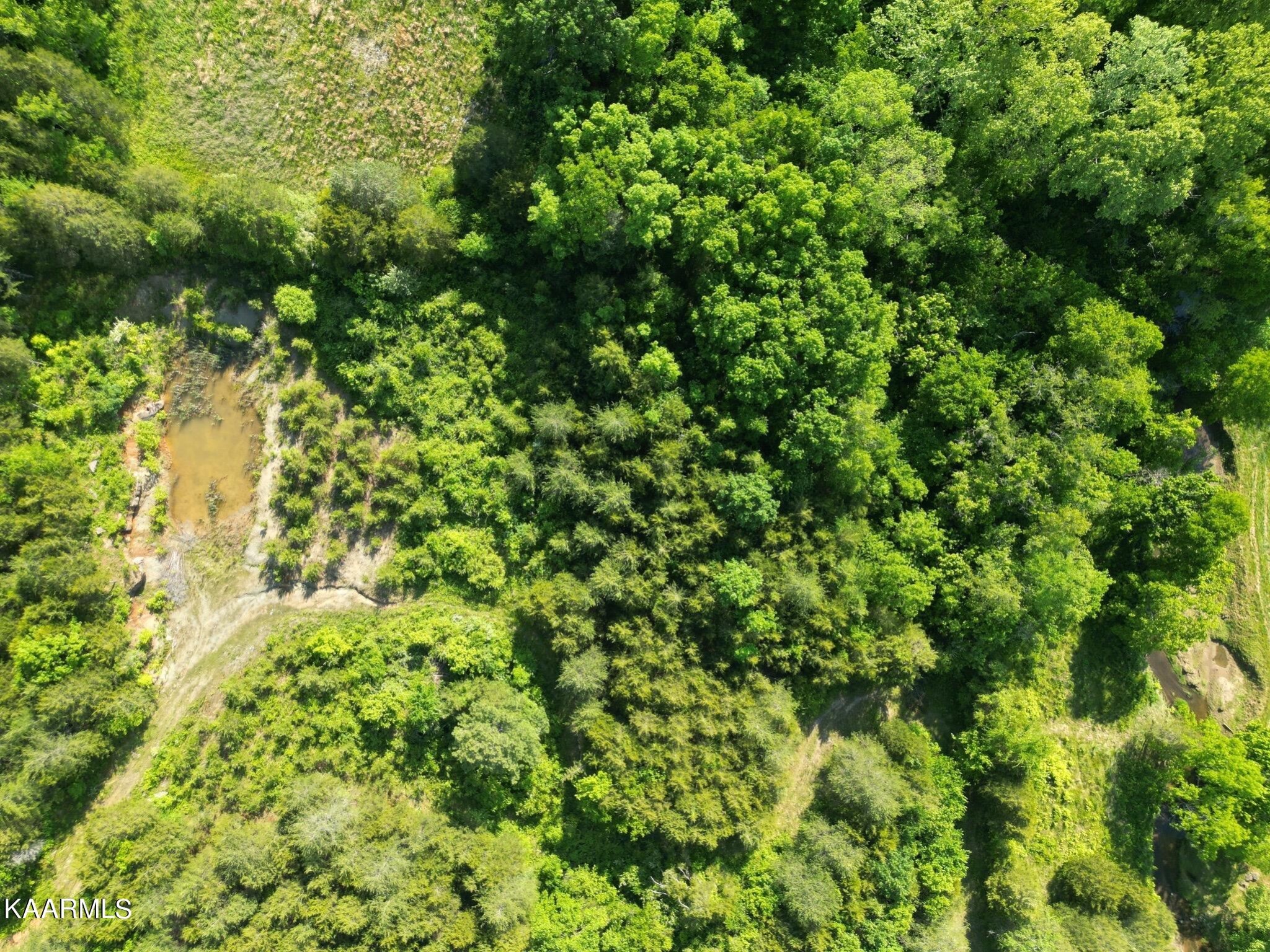 609 Bryan Road Rutledge, TN 37861 - Photo 20 of 47 a view of a lush green forest