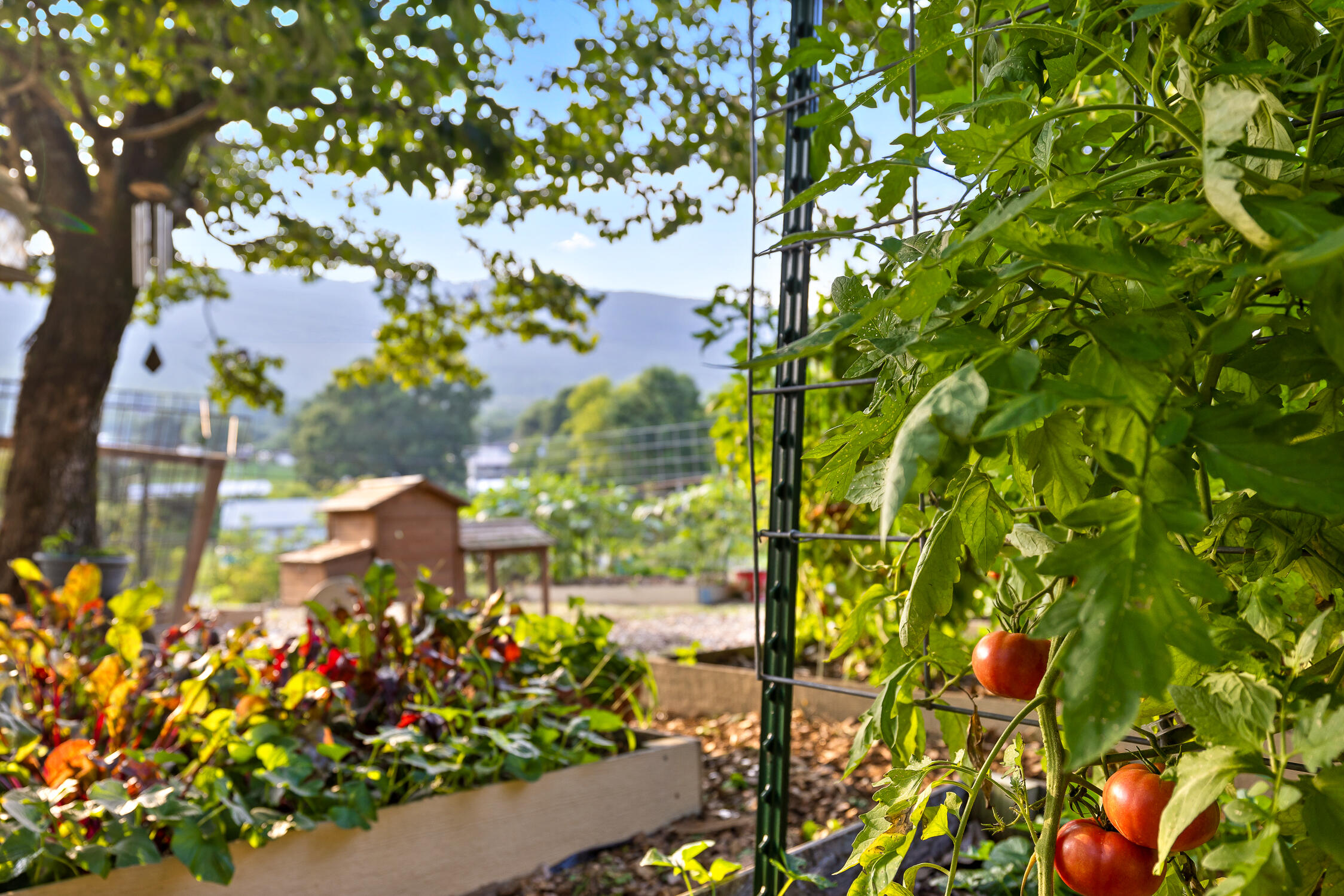 944 North Maple Whitwell, TN 37397 - Photo 37 of 90 N Maple-26