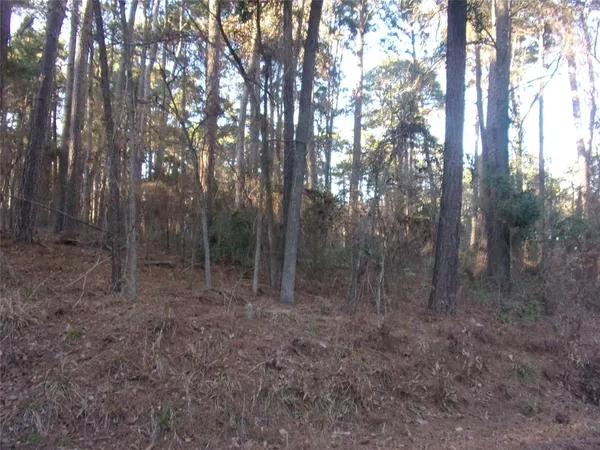 a view of a forest with trees in the background