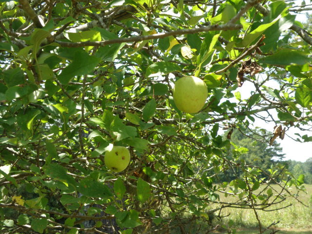 373 Greene Settlement Road Gray, GA 31032 - Photo 7 of 34 a view of a tree in a garden