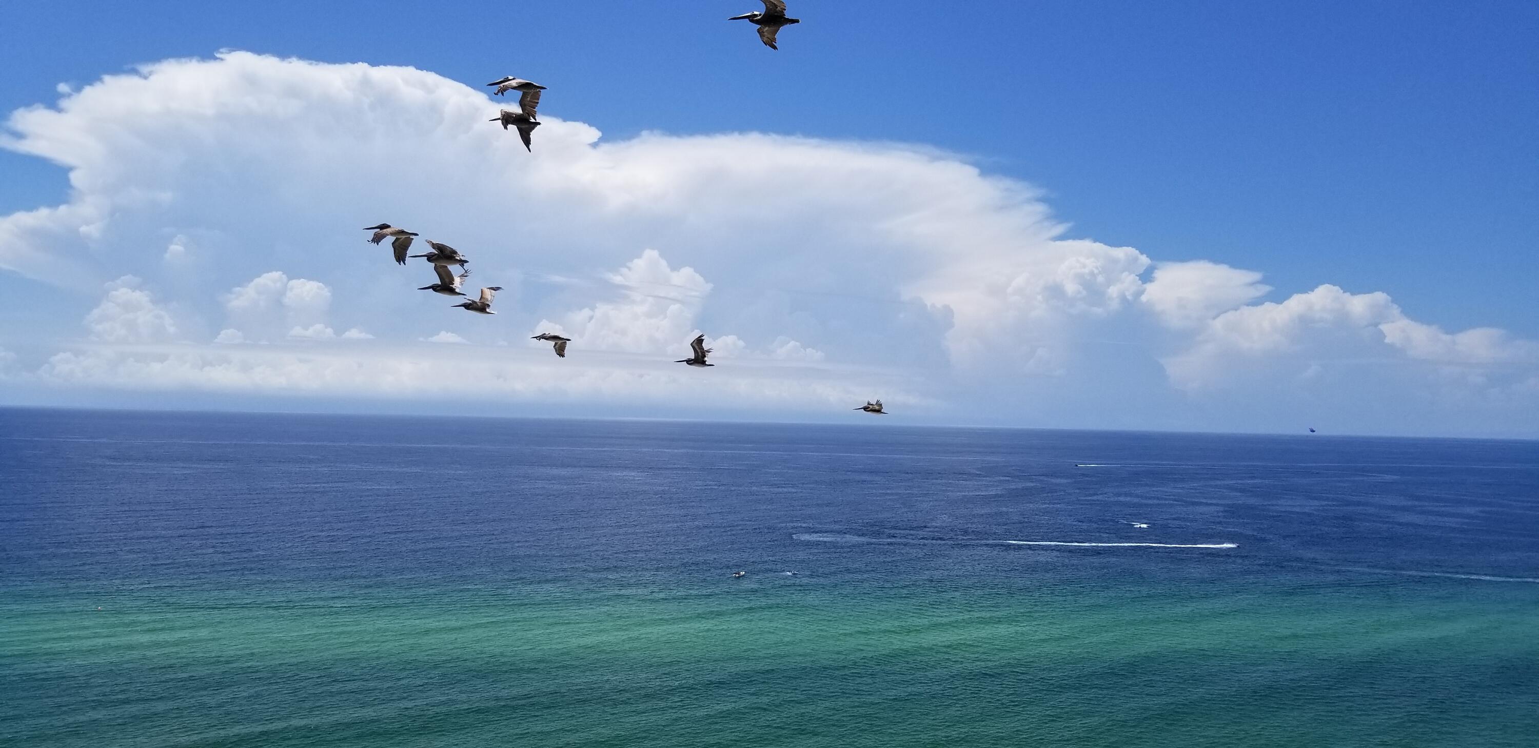 14825 Front Beach Road, Unit 1910 Panama City Beach, FL 32413 - Photo 13 of 39 Flock of Seagulls in Flight