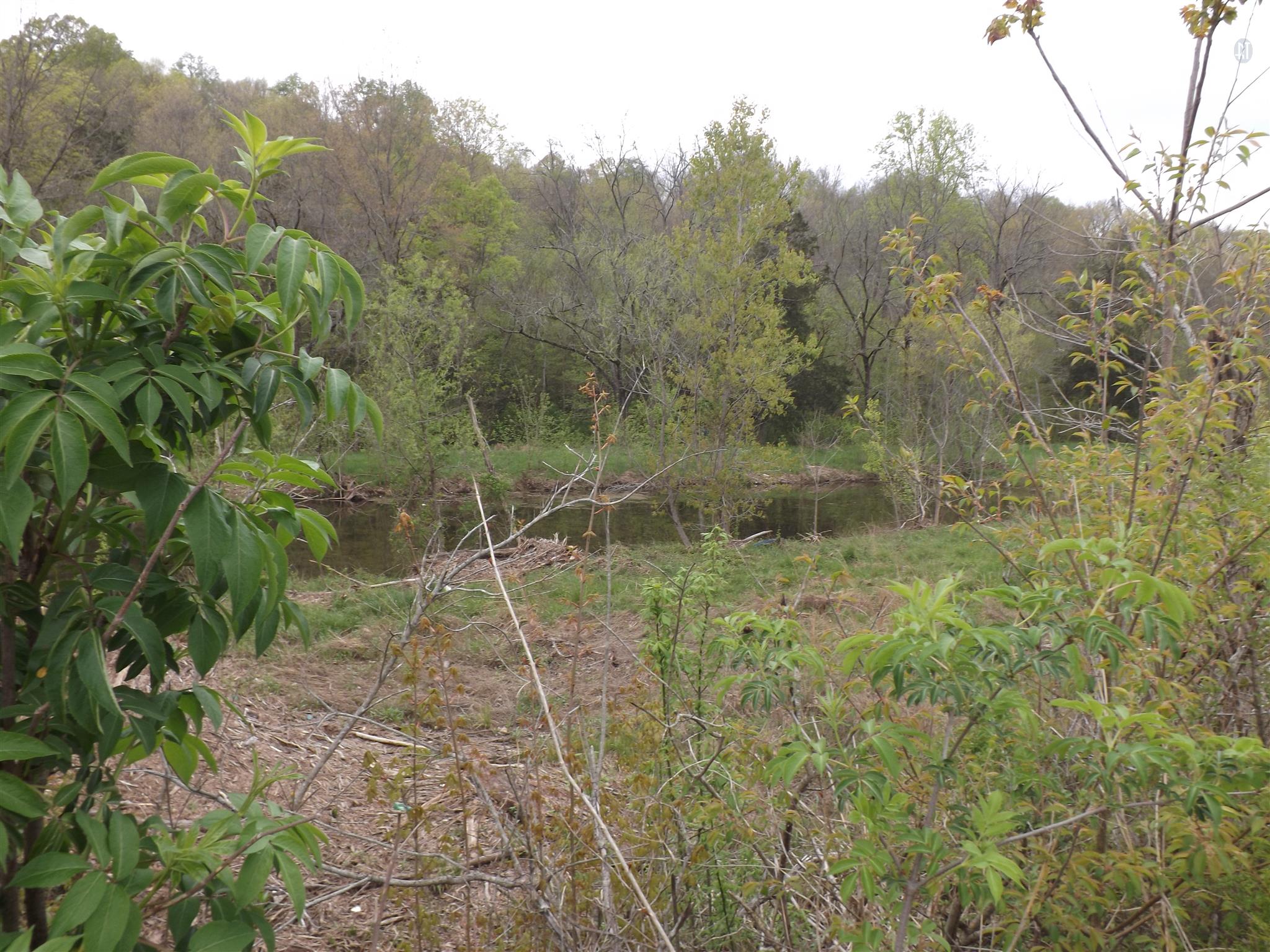 300 Snuff Branch Road Pulaski, TN 38478 - Photo 7 of 29 a view of a yard with a tree