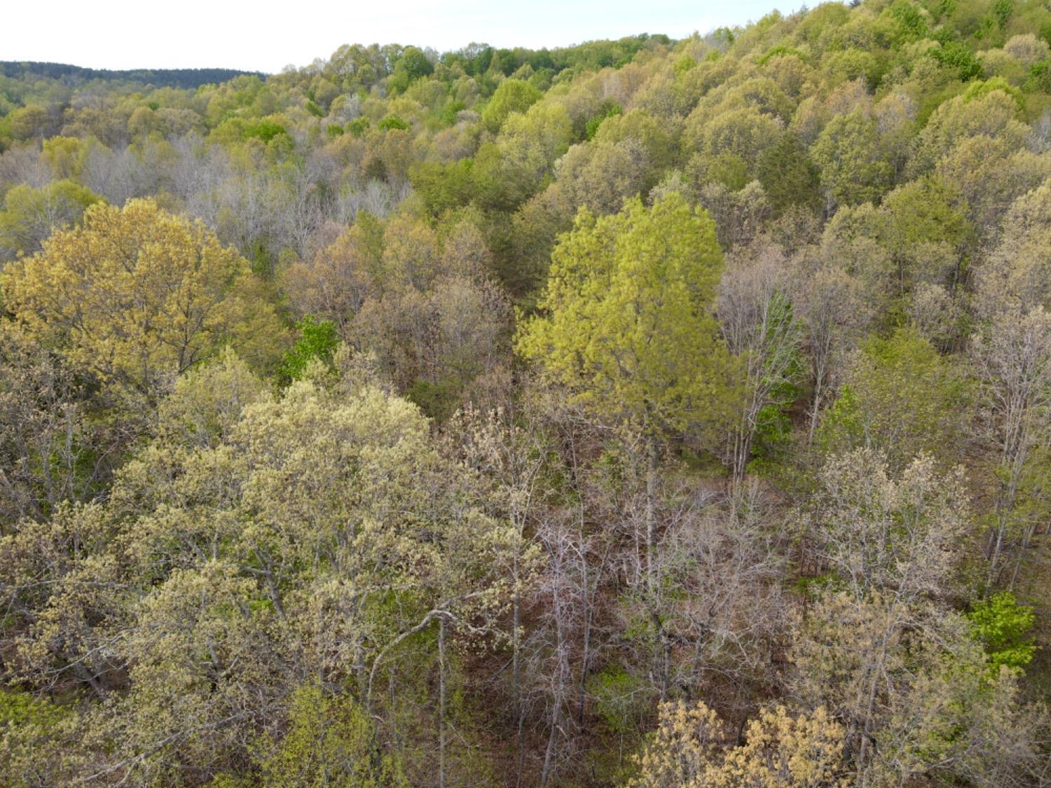 0 Bear Run Road South Webster, OH 45682 - Photo 8 of 48 Gallery Image 8