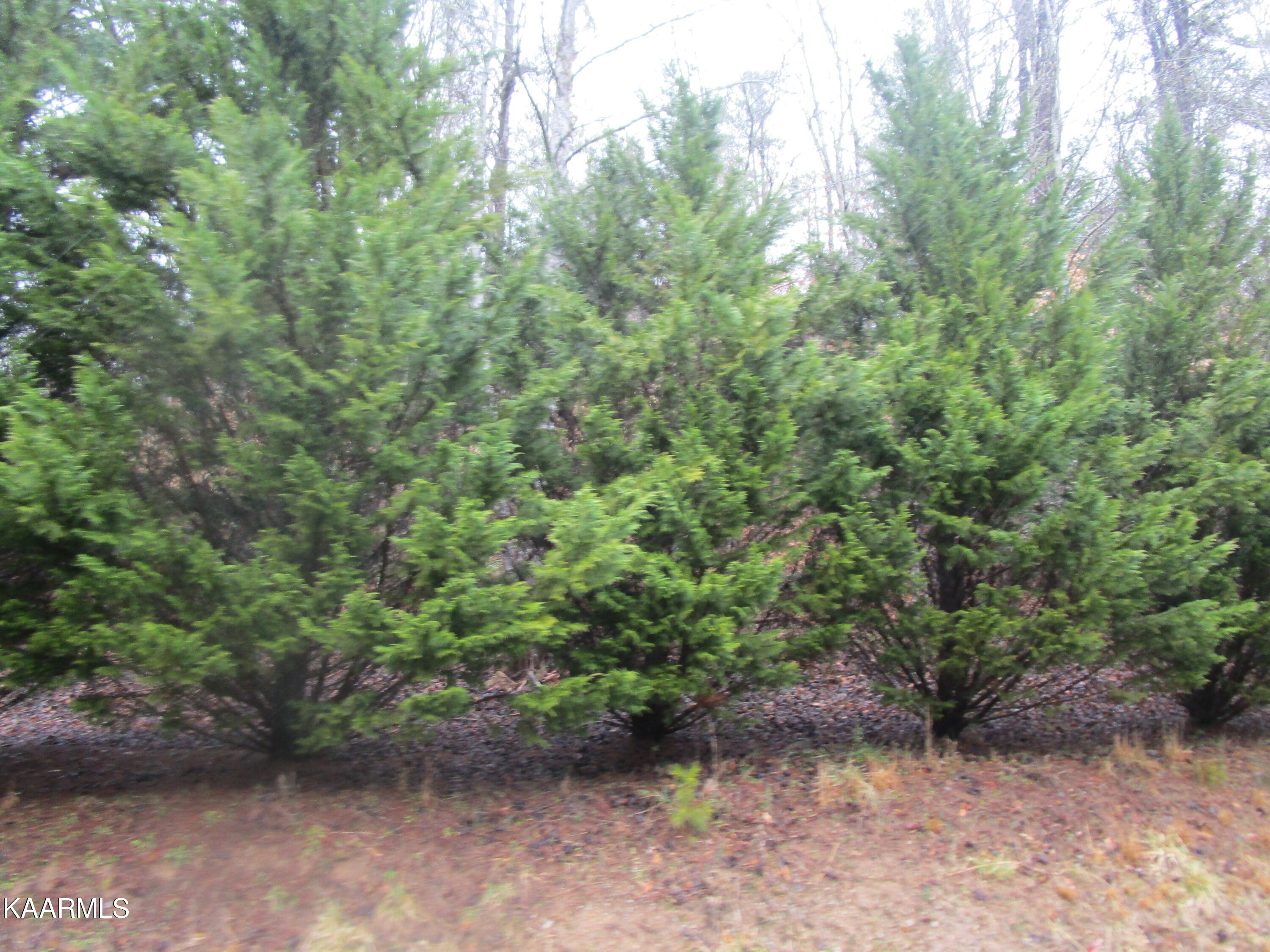 2 Jones Cove Road Sevierville, TN 37876 - Photo 2 of 4 IMG_2059