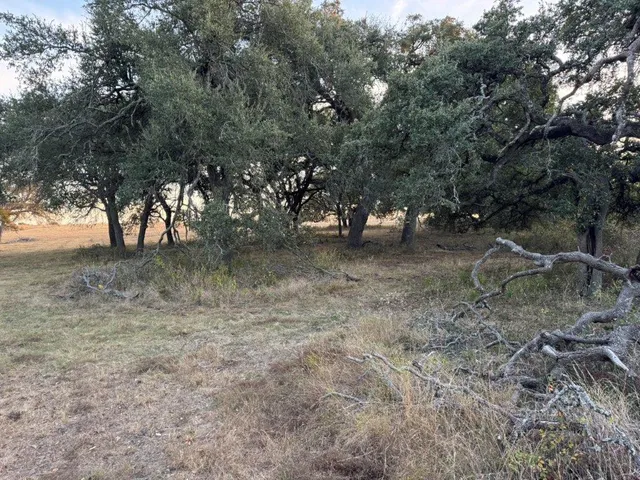 a view of a forest with trees in the background