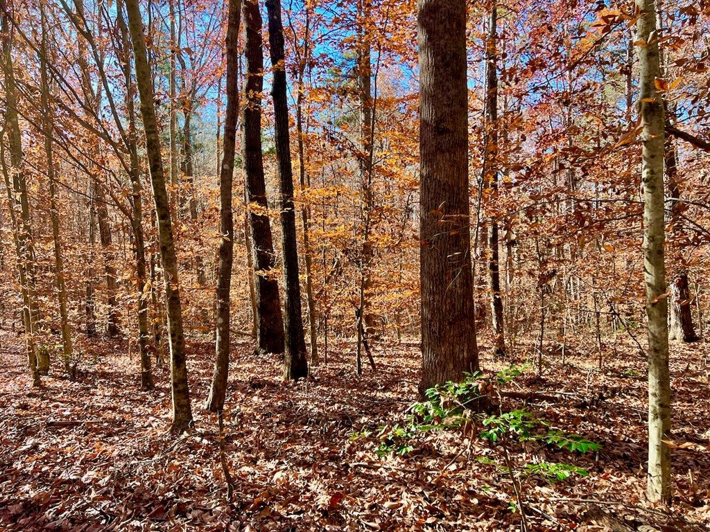 Lunenburg County Road Keysville, VA 23947 - Photo 16 of 22 Gallery Image 16